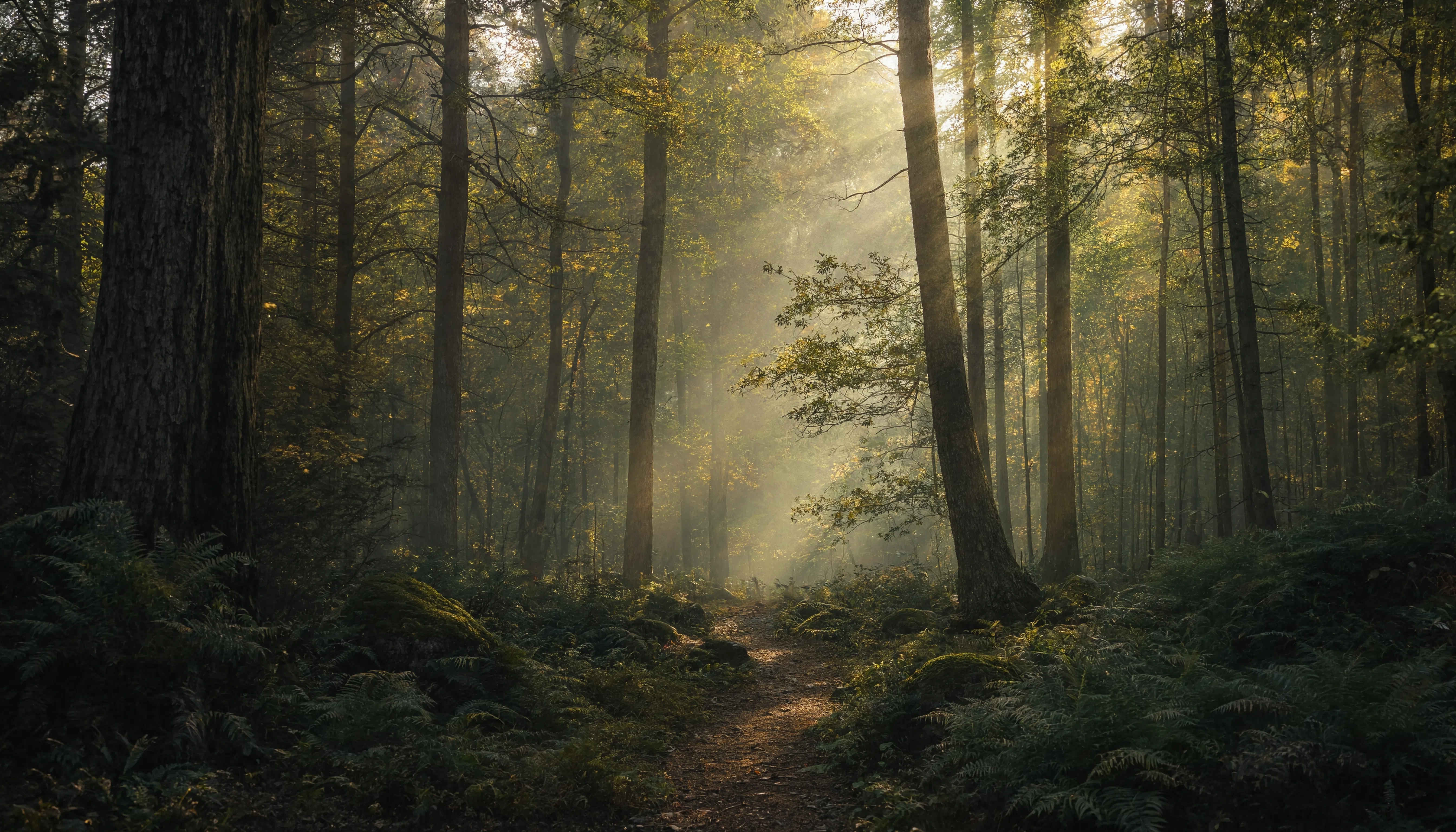 Schwarzwald — dichte Tannenwälder und Bergwiesen im Südschwarzwald